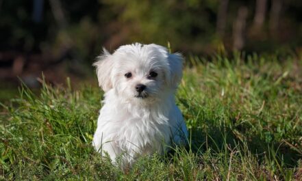 maltese, dog, puppy, nature, small dog, white dog, young, pet, animal, young dog, domestic dog, canine, mammal, cute, adorable, meadow, outdoors, portrait, animal portrait