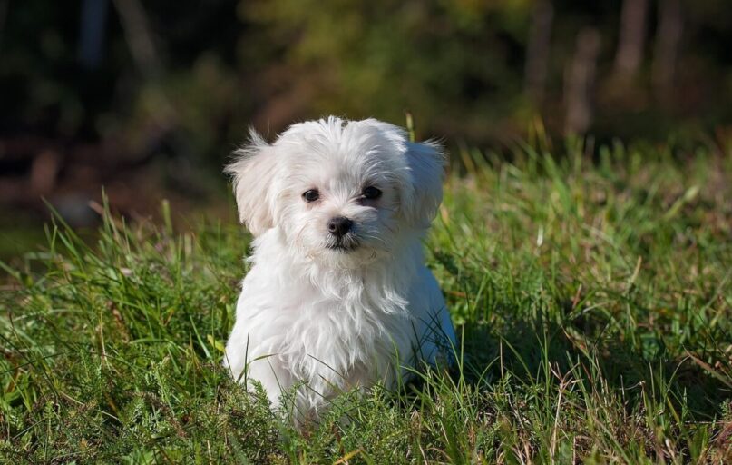 maltese, dog, puppy, nature, small dog, white dog, young, pet, animal, young dog, domestic dog, canine, mammal, cute, adorable, meadow, outdoors, portrait, animal portrait