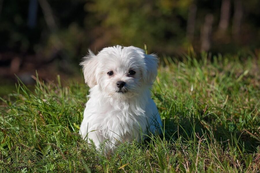 maltese, dog, puppy, nature, small dog, white dog, young, pet, animal, young dog, domestic dog, canine, mammal, cute, adorable, meadow, outdoors, portrait, animal portrait