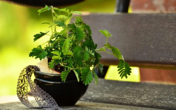 Mimoza drovioji nustebino mokslininkus: naujas tyrimas atskleidė netikėtą jos gebėjimą