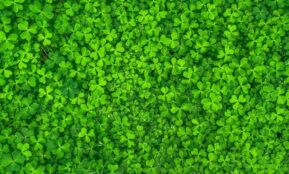 Dobilai. Pixabay nuotr.