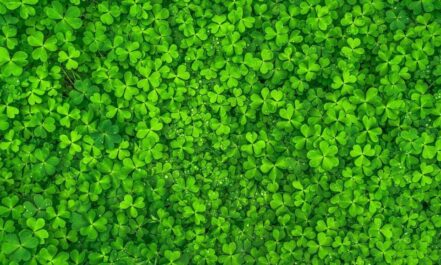 Dobilai. Pixabay nuotr.