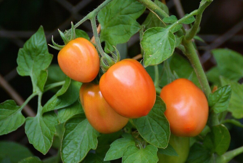 tomatoes, roma tomatoes, nature, vine tomatoes, tire, garden, vegetable growing, nightshade plant, tomato fruit, tomato panicle, tomato plant, tomato growing, immature, home garden