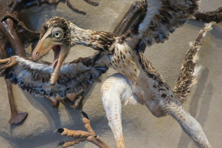 Naujas tyrimas: archeopterikso kaukolė atskleidė netikėtą tiesą apie pirmųjų paukščių skrydžio evoliuciją