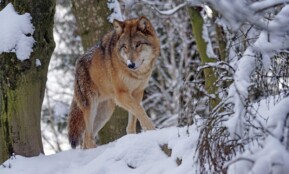 wolf, predator, mongolian, mongolian wolf, nature, snow, dangerous, winter, alphawolf, cold