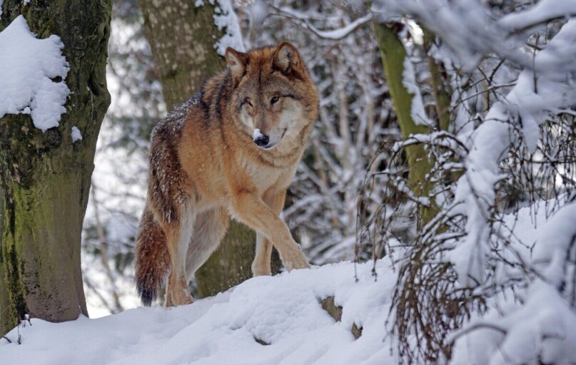 wolf, predator, mongolian, mongolian wolf, nature, snow, dangerous, winter, alphawolf, cold