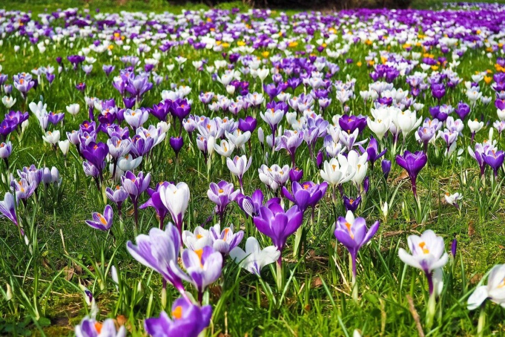 crocus, flower, spring, spring flower, blossom, beautiful flowers, bloom, crocuses, purple, early bloomer, boo, close up, nature, beginning of spring, garden, spring crocus, purple flower, white, spring awakening, flower wallpaper, grass, green, bloom, meadow, mood, spring fever, spring meadow, flower meadow, flower background, signs of spring, flora, plant, blooming, splendid colors, coloured, violet, beautiful, inflorescence