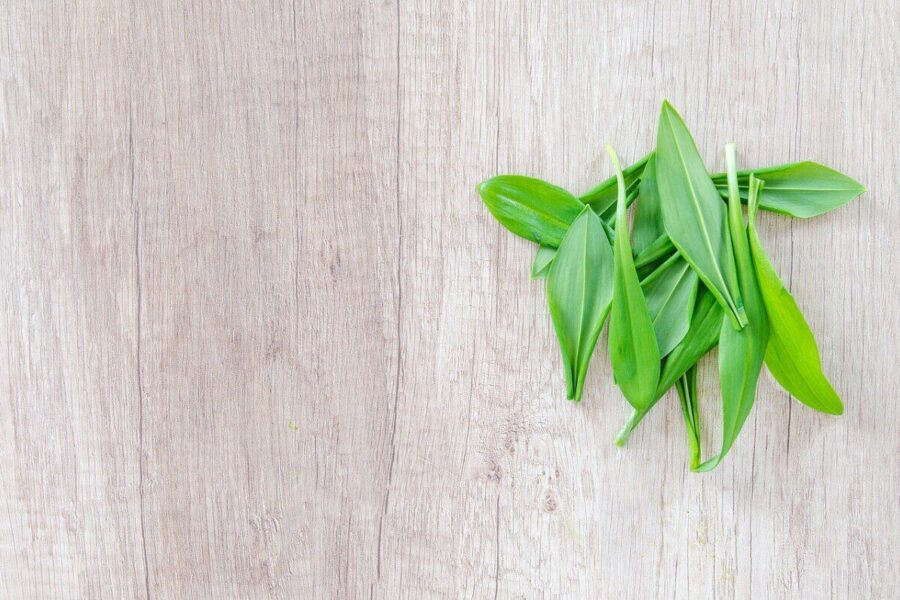 Pavasario žalumynas, kurį renka daugelis: sužinokite, kaip saugiai atpažinti meškinį česnaką