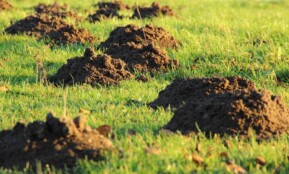molehills, mole, earth, meadow, lawn, lawn mower, mole, mole, mole, mole, mole, earth, earth, lawn