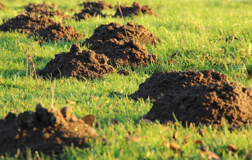 molehills, mole, earth, meadow, lawn, lawn mower, mole, mole, mole, mole, mole, earth, earth, lawn