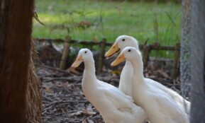 duck, pekin duck, american pekin duck, animal, nature, bird, cute, poultry, white, young, farm, three, rustic, animals, duck, pekin duck, pekin duck, pekin duck, pekin duck, pekin duck