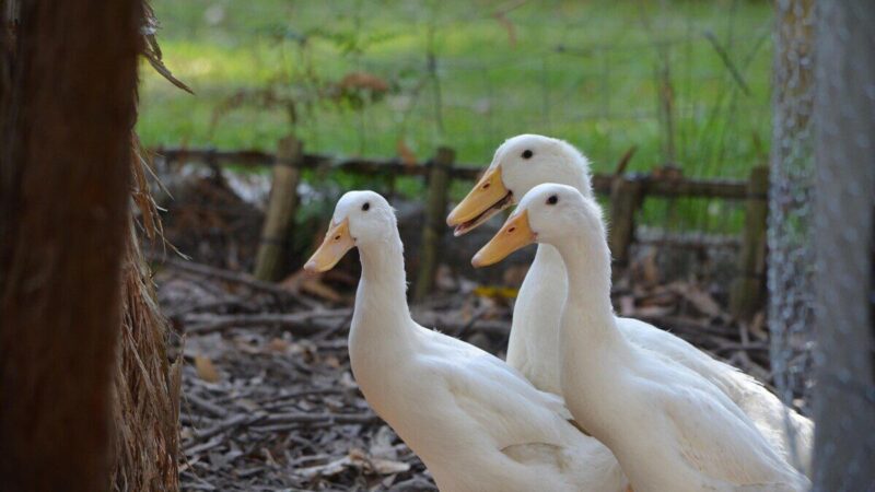 Žemės ūkiui svarbi žinia: Vilniaus rajone fiksuotas ligos protrūkis