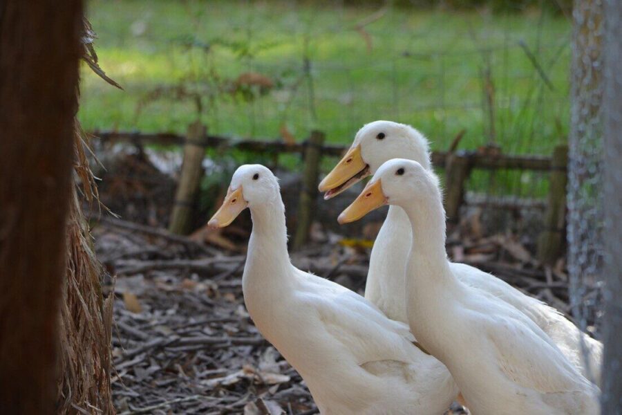 duck, pekin duck, american pekin duck, animal, nature, bird, cute, poultry, white, young, farm, three, rustic, animals, duck, pekin duck, pekin duck, pekin duck, pekin duck, pekin duck