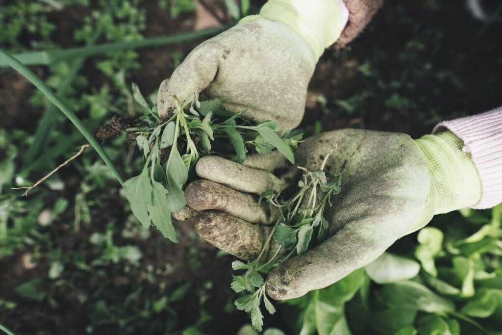 gardening, agriculture, grass, plant, nature, field, farm, farmer, harvest, weed, hands, work gloves, gloves, garden, care, outdoors