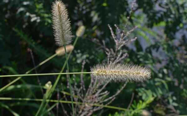 Paprastas būdas pagražinti sodą: 3 augalai, kurie akimirksniu užpildo tuščias erdves