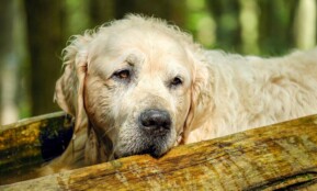 golden retriever, dog, retriever, male, old, purebred dog, nature, relaxation, fur, animal, obedient, canine, pet, domestic, domestic dog, mammal, dog portrait, portrait