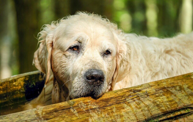 golden retriever, dog, retriever, male, old, purebred dog, nature, relaxation, fur, animal, obedient, canine, pet, domestic, domestic dog, mammal, dog portrait, portrait