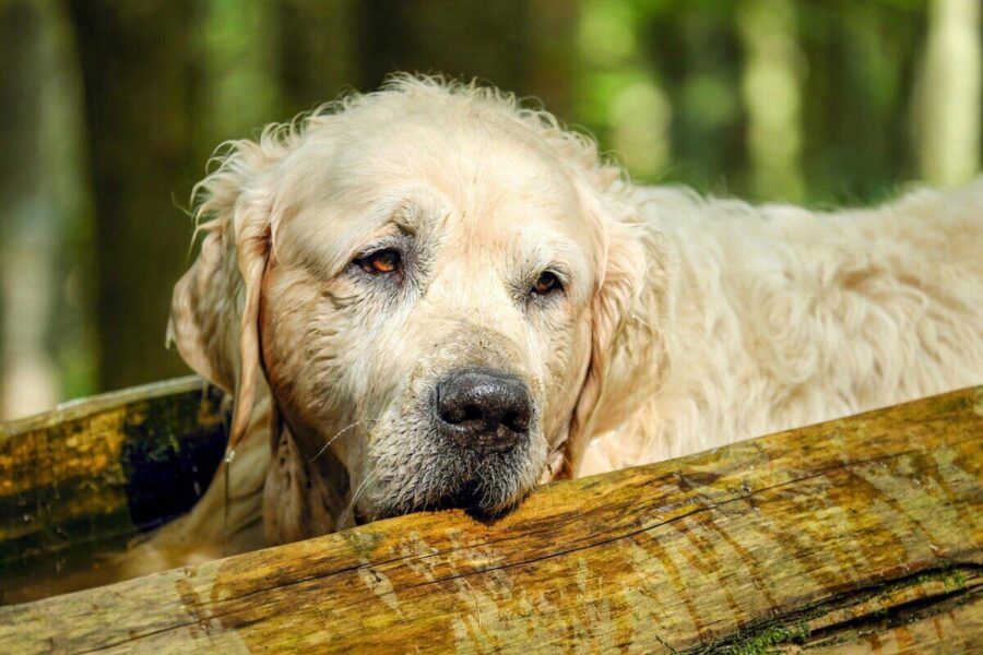 golden retriever, dog, retriever, male, old, purebred dog, nature, relaxation, fur, animal, obedient, canine, pet, domestic, domestic dog, mammal, dog portrait, portrait