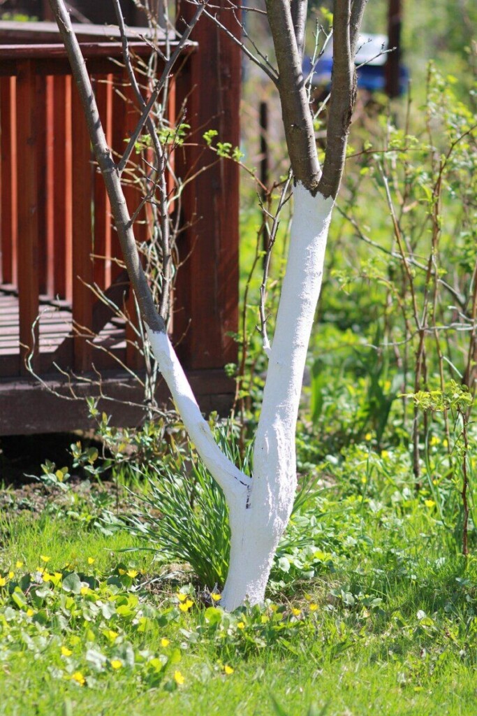 spring, whitewashing of trees, whitewash, garden, nature, vegetable garden, grass, agriculture, plant, plum, tree, whitewash, whitewash, whitewash, whitewash, whitewash