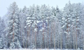 winter, forest, finland, nature, wood, snow, pine forest