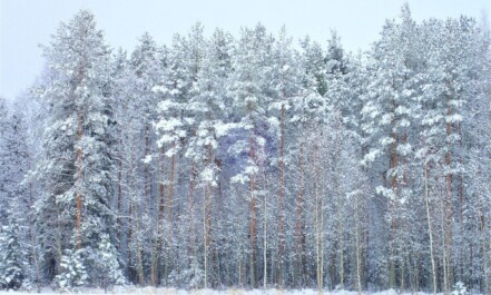 winter, forest, finland, nature, wood, snow, pine forest