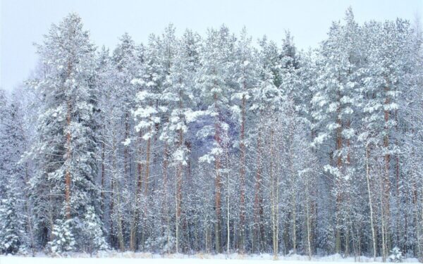 Suomijos miškai vėl atsidūrė dėmesio centre: karių mokymai kelia nerimą ir spėliones