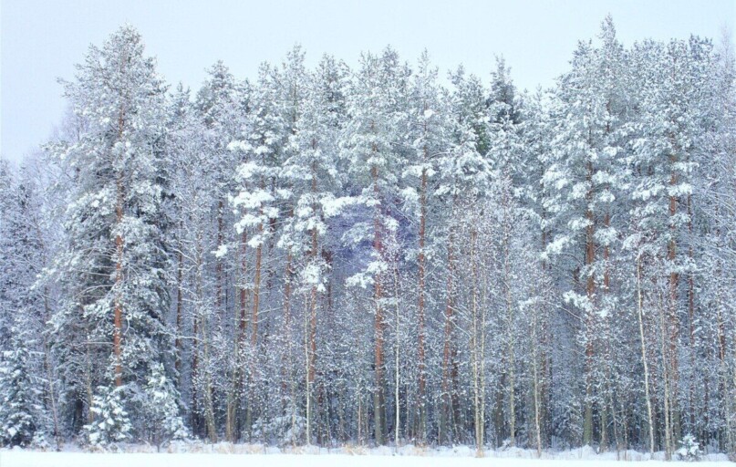winter, forest, finland, nature, wood, snow, pine forest