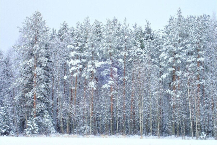 winter, forest, finland, nature, wood, snow, pine forest