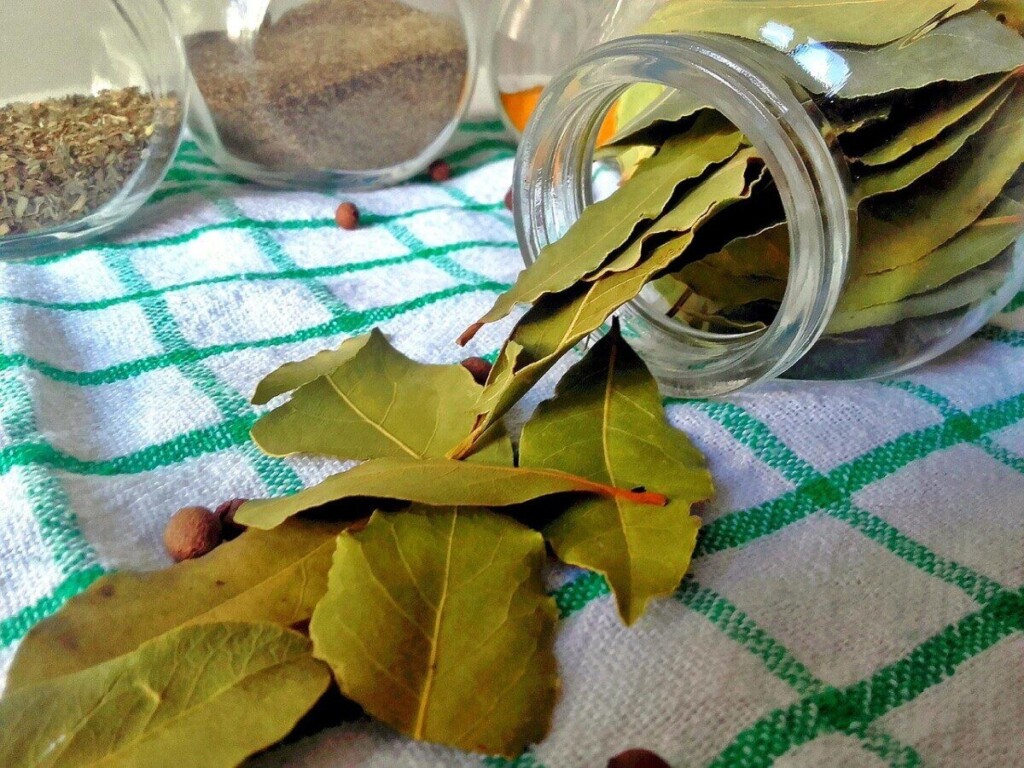 bay leaf, spices, cooking, kitchen, pepper, dish, bay, nature, leaves, allspice, spice