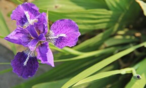 iris, purple fleur-de-lis, purple iris