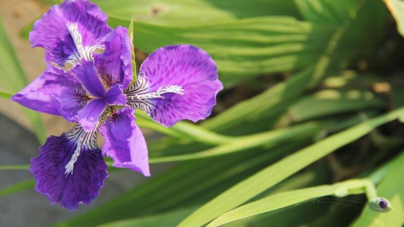 Norite mėgautis nuostabiais žiedais žiemą? Ši gėlė nebijo sniego ir pradeda žydėti dar vasario mėnesį