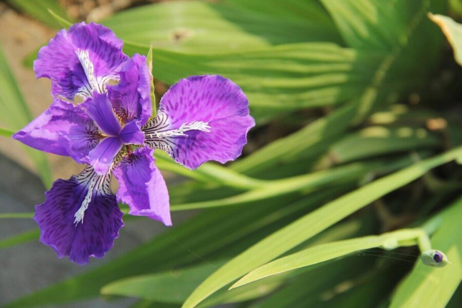 iris, purple fleur-de-lis, purple iris