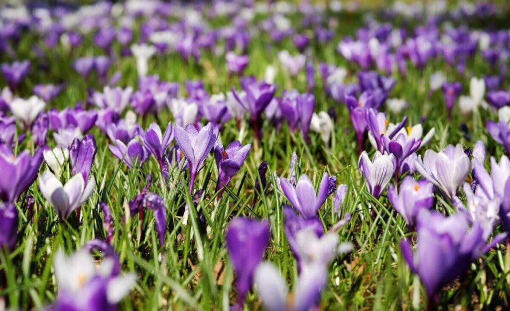 crocuses, spring, flower background, flower, bloom, meadow, nature, crocus, purple, white, violet, early bloomer, crocus meadow, sea of flowers, spring bloomers, full bloom, spring meadow, beginning of spring, spring crocus, plant, spring flower, harbinger of spring, beautiful flowers, blooming, multicoloured, lenz, flower wallpaper, sword lily family