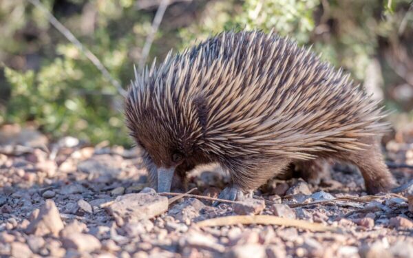 Itin retas gyvūnas pateko į kadrą: Tasmanijoje dokumentininkė nufilmavo neįprastos spalvos echidną