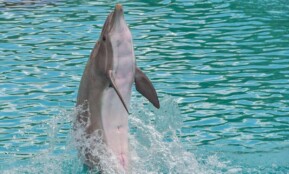 dolphin, standing, back, happy, water, nature, marine mammal, cetacean, animal, blue, play