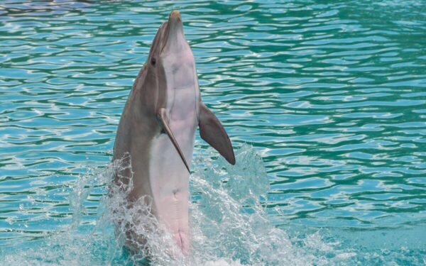 Fenomenas, kuris stebina net specialistus: JAV pakrantėje nufilmuotas neįprastai judantis delfinas