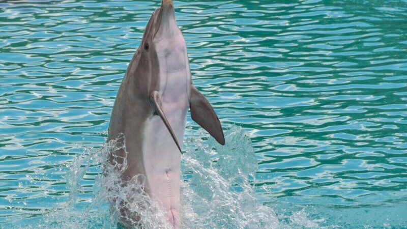 Fenomenas, kuris stebina net specialistus: JAV pakrantėje nufilmuotas neįprastai judantis delfinas