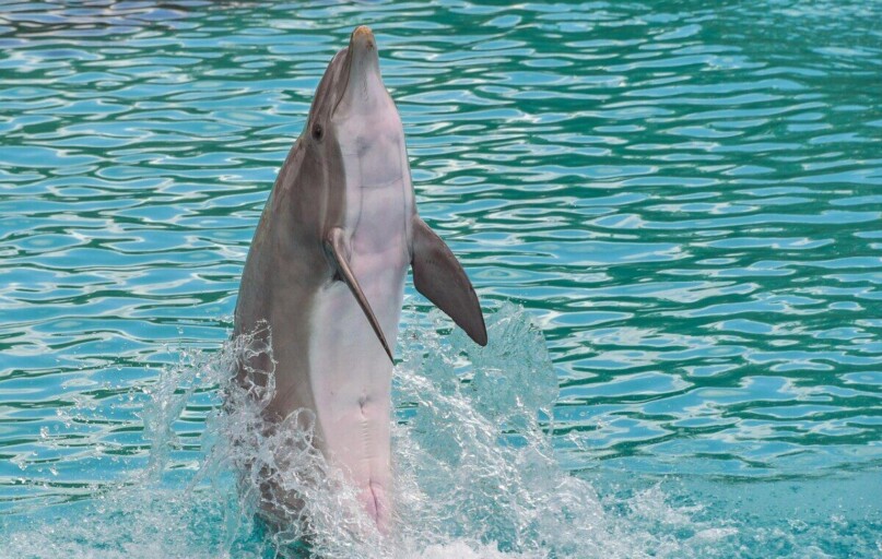 dolphin, standing, back, happy, water, nature, marine mammal, cetacean, animal, blue, play