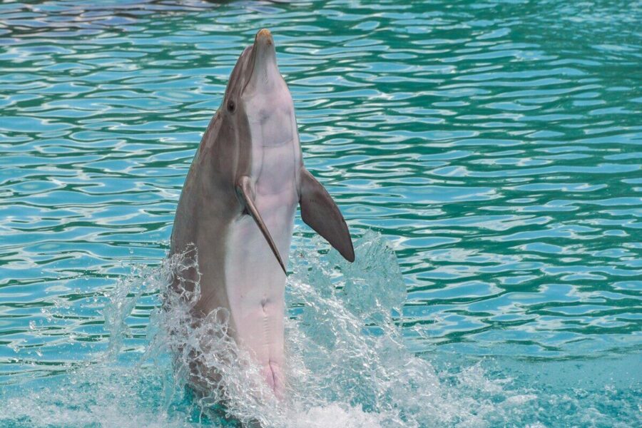 dolphin, standing, back, happy, water, nature, marine mammal, cetacean, animal, blue, play