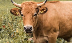 beef, nature, livestock, agriculture, horns, animal