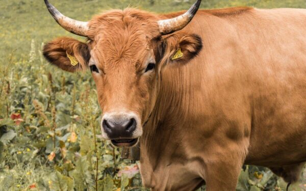 Aukščiausiasis Teismas padėjo tašką, ūkininkė kalta dėl gyvybę kainavusios tragedijos kaime