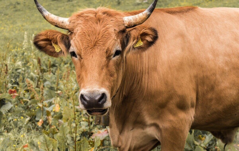 beef, nature, livestock, agriculture, horns, animal