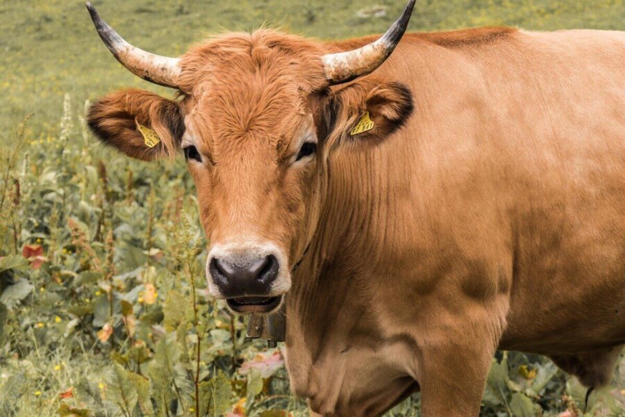 beef, nature, livestock, agriculture, horns, animal