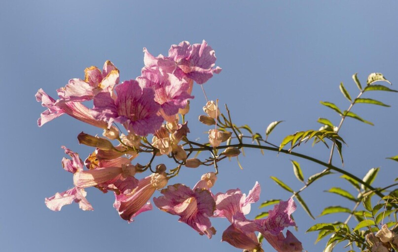 flowers, nature, beautiful flowers, climbing plant, flower wallpaper, bignonia pink, flower background, flowering