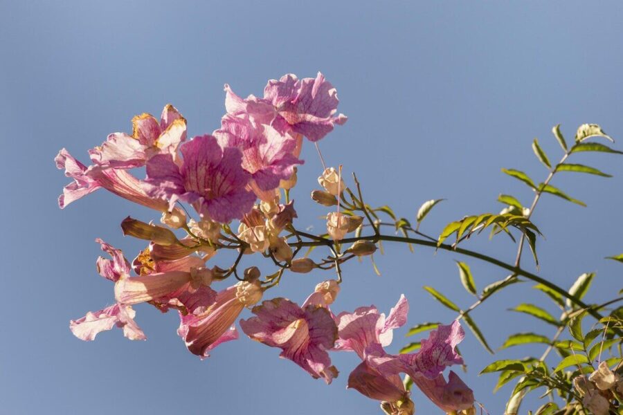 flowers, nature, beautiful flowers, climbing plant, flower wallpaper, bignonia pink, flower background, flowering