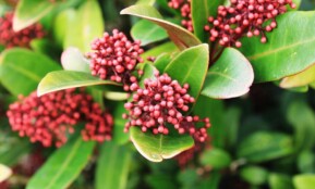 skimia japonica rubella, green, japanese skimmia, shrub, foliage, plant, berries, nature, japanese skimmia, japanese skimmia, japanese skimmia, japanese skimmia, japanese skimmia