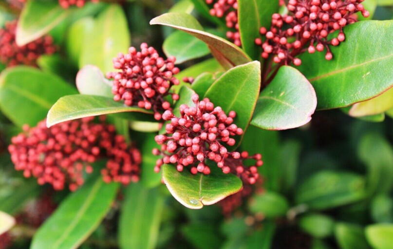skimia japonica rubella, green, japanese skimmia, shrub, foliage, plant, berries, nature, japanese skimmia, japanese skimmia, japanese skimmia, japanese skimmia, japanese skimmia