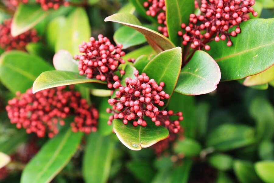 skimia japonica rubella, green, japanese skimmia, shrub, foliage, plant, berries, nature, japanese skimmia, japanese skimmia, japanese skimmia, japanese skimmia, japanese skimmia