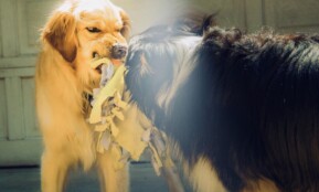 dogs, snarling, aggressive, playing, outside, toy, blanket, golden, retriever, australian shepherd, teeth, growling, rabid, scary, feral, rabies, rabies, rabies, rabies, rabies, rabies