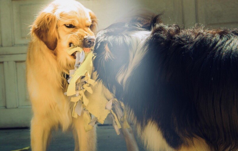 dogs, snarling, aggressive, playing, outside, toy, blanket, golden, retriever, australian shepherd, teeth, growling, rabid, scary, feral, rabies, rabies, rabies, rabies, rabies, rabies